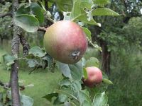 Obstwiese 13 Sonne 2. Juliwoche ca. 5 cm