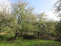 Obstwiese 1 Bl&uuml;te 1. Maiwoche