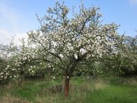 Obstwiese 2 Bl&uuml;te 1. Maiwoche