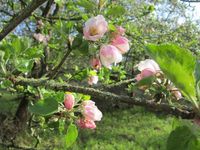 Obstwiese 4 Bl&uuml;te 1. Maiwoche