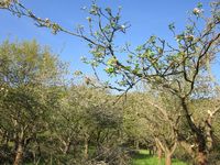 Obstwiese 5 Bl&uuml;te 1. Maiwoche